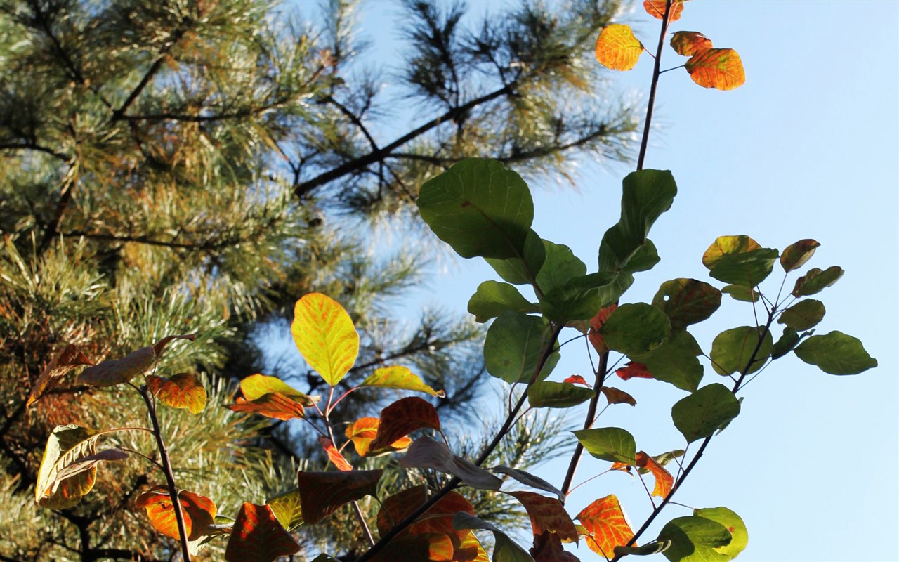 Beijing Tour - Fragrant Hills Park (ggc works) #13 - 1280x800