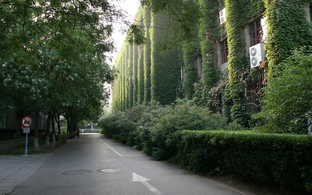 Glimpse of Peking University (Minghu Metasequoia works) #17 - 1280x800