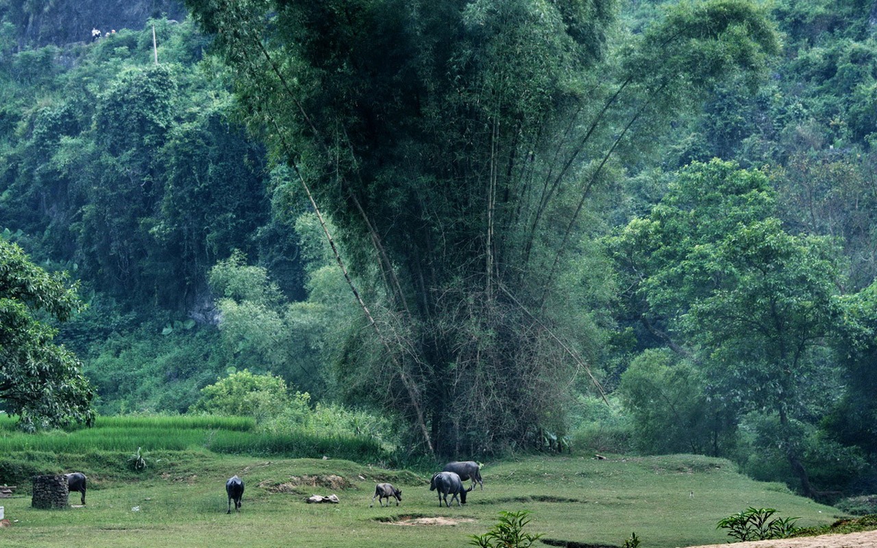 德天瀑布 (明湖水杉作品) #8 - 1280x800