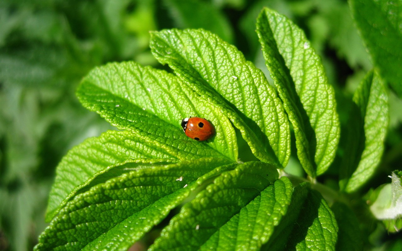 清新绿色植物壁纸1 - 1280x800