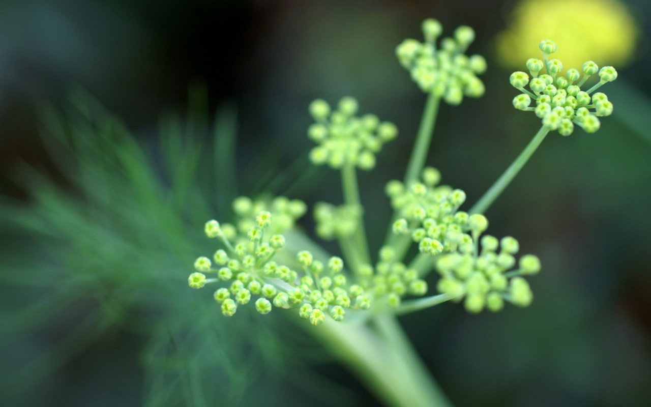 清新绿色植物壁纸3 - 1280x800