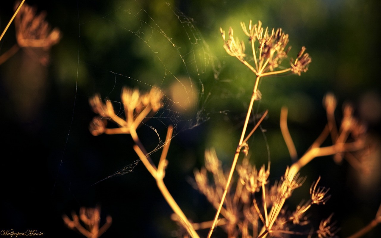 清新绿色植物壁纸6 - 1280x800