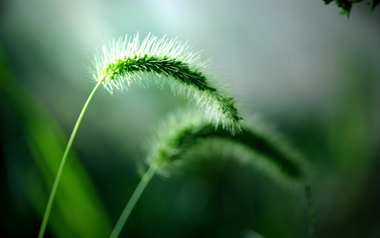 Fresh green wallpaper #7 - 1280x800