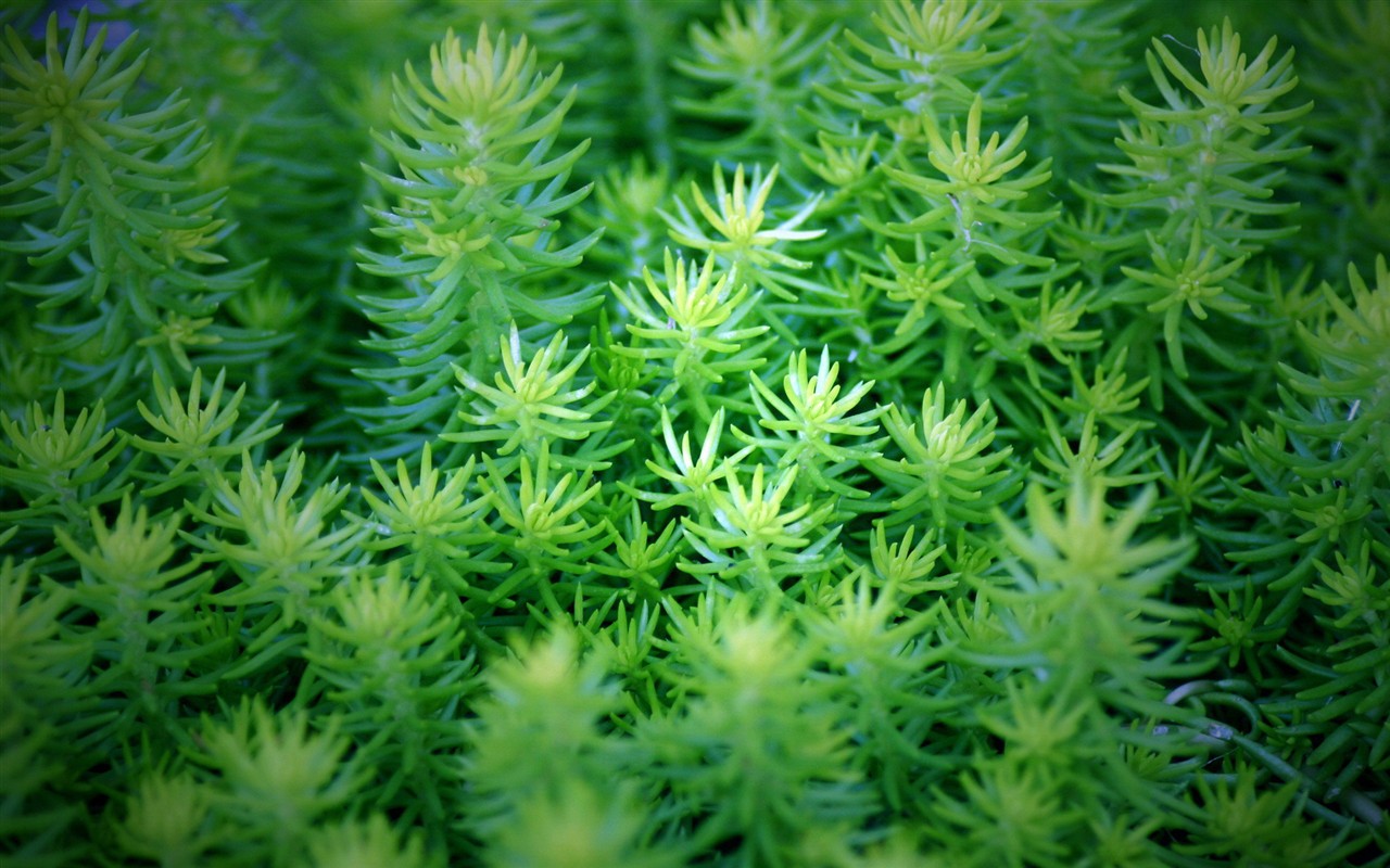 清新綠色植物壁紙 #8 - 1280x800