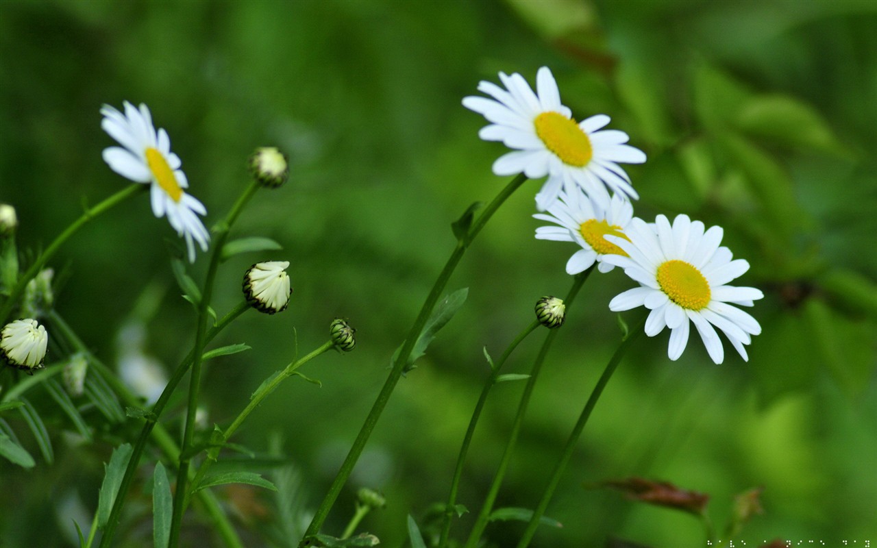 清新绿色植物壁纸9 - 1280x800