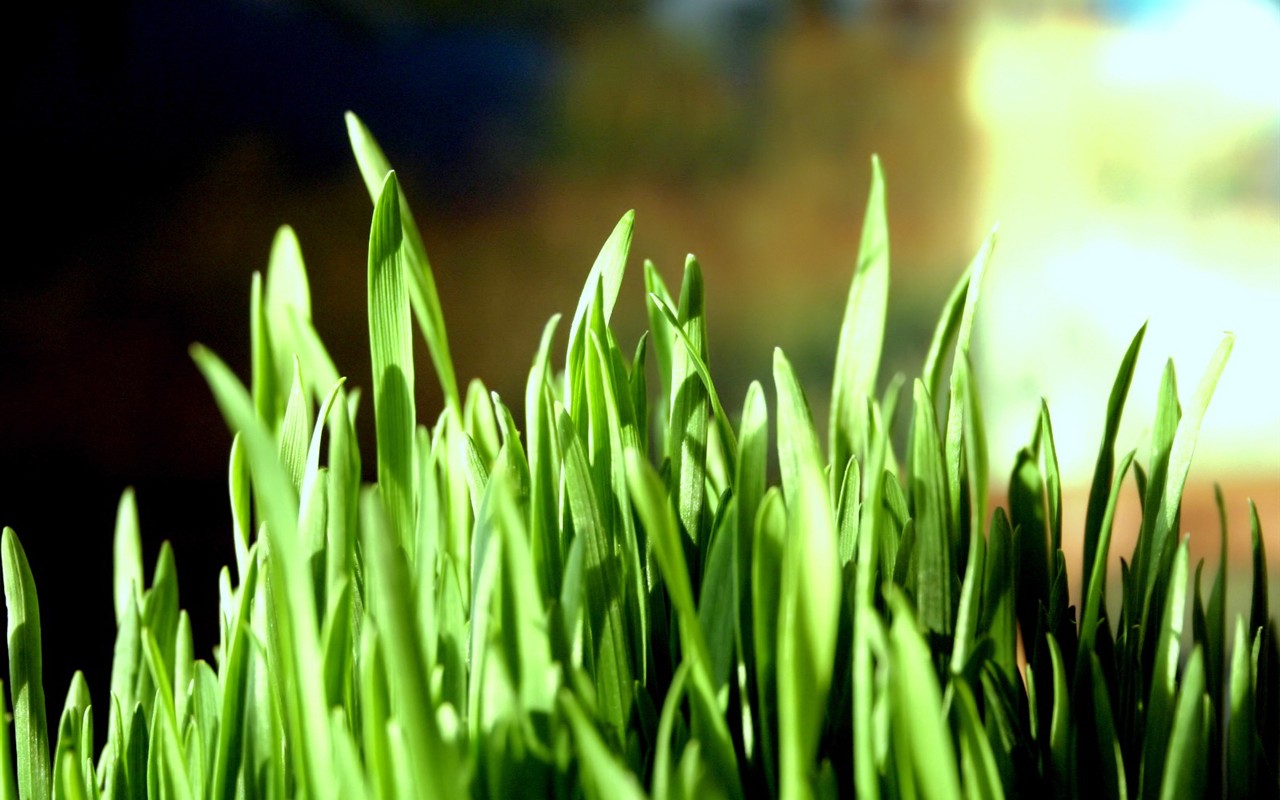 Fresh green wallpaper #12 - 1280x800