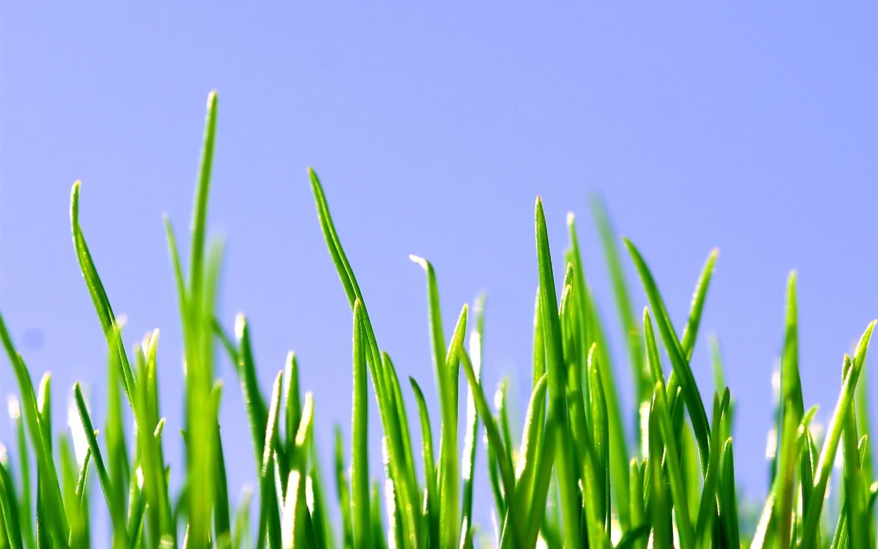 Fresh green wallpaper #13 - 1280x800