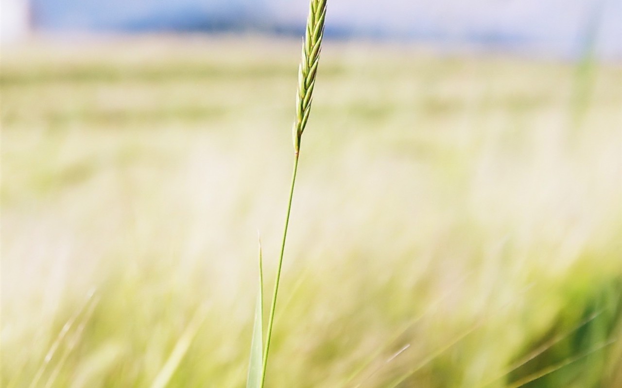 清新绿色植物壁纸14 - 1280x800