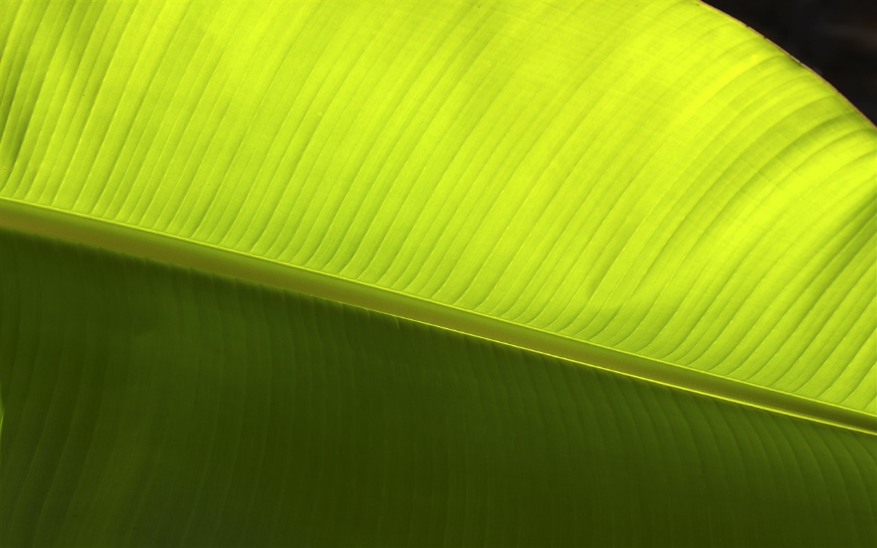 HD wallpaper květy velké žíly #4 - 1280x800
