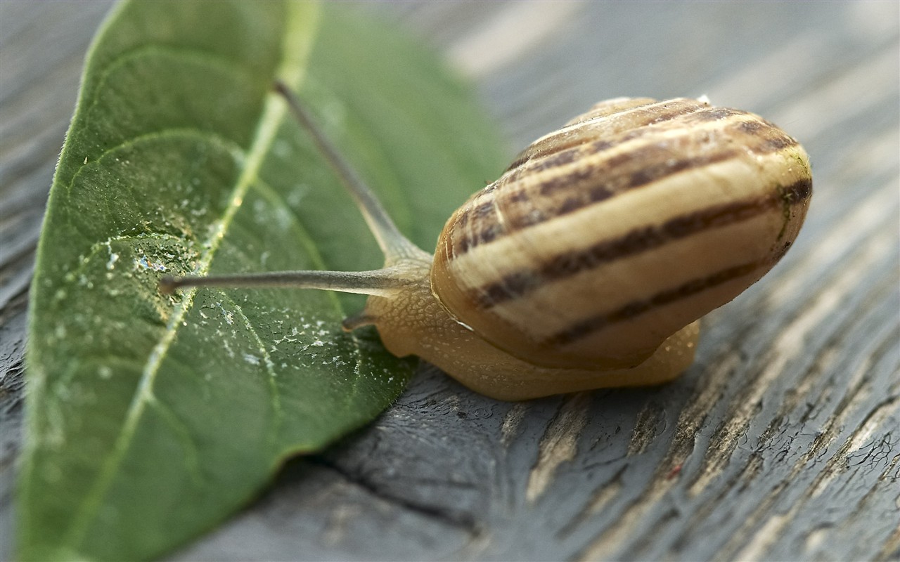 HD wallpaper květy velké žíly #5 - 1280x800