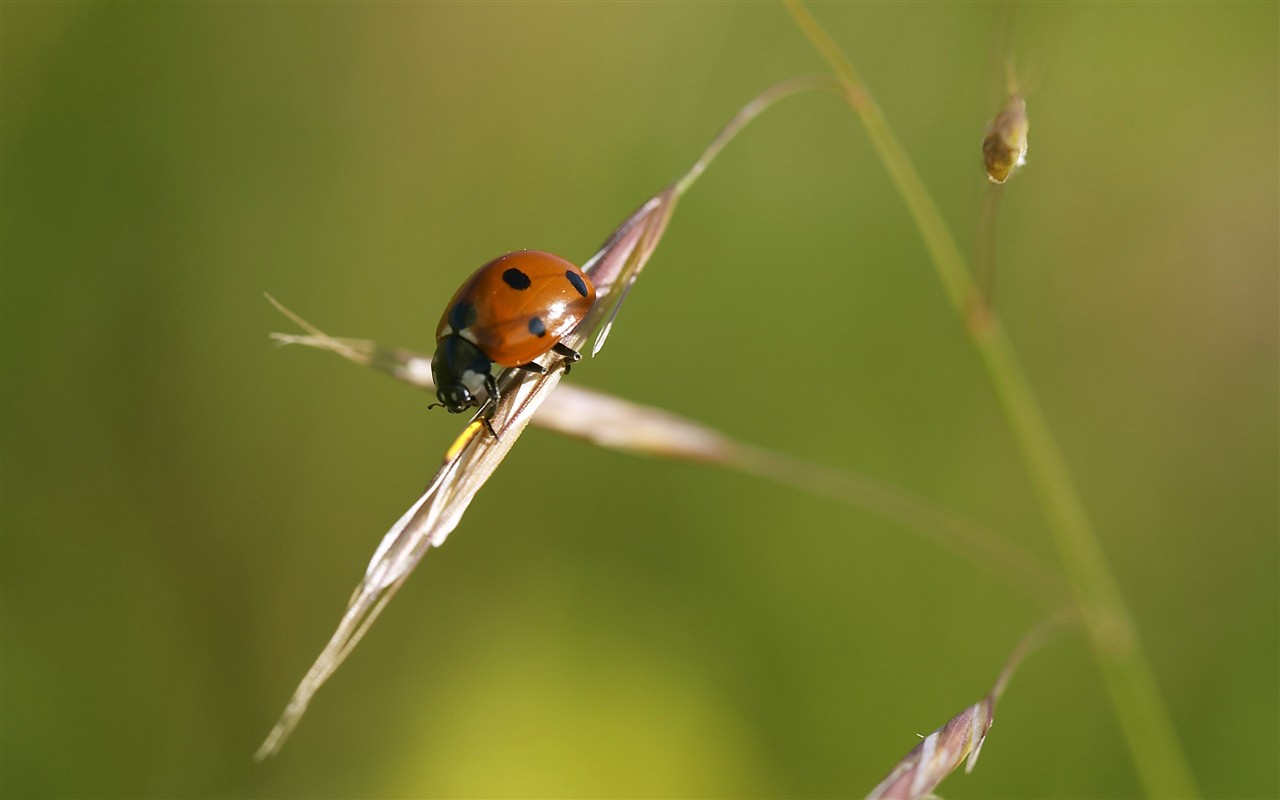 HD wallpaper květy velké žíly #6 - 1280x800
