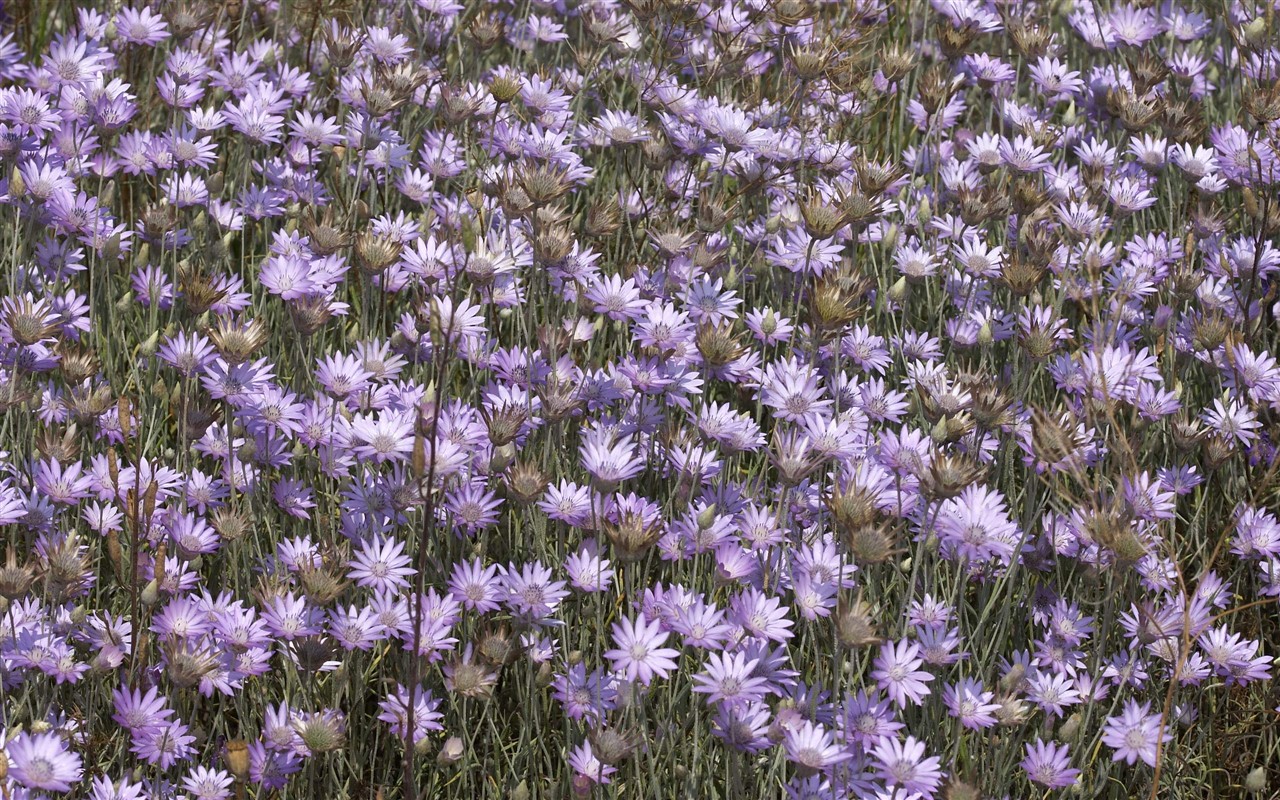 超大葉脈花草高清壁紙 #10 - 1280x800
