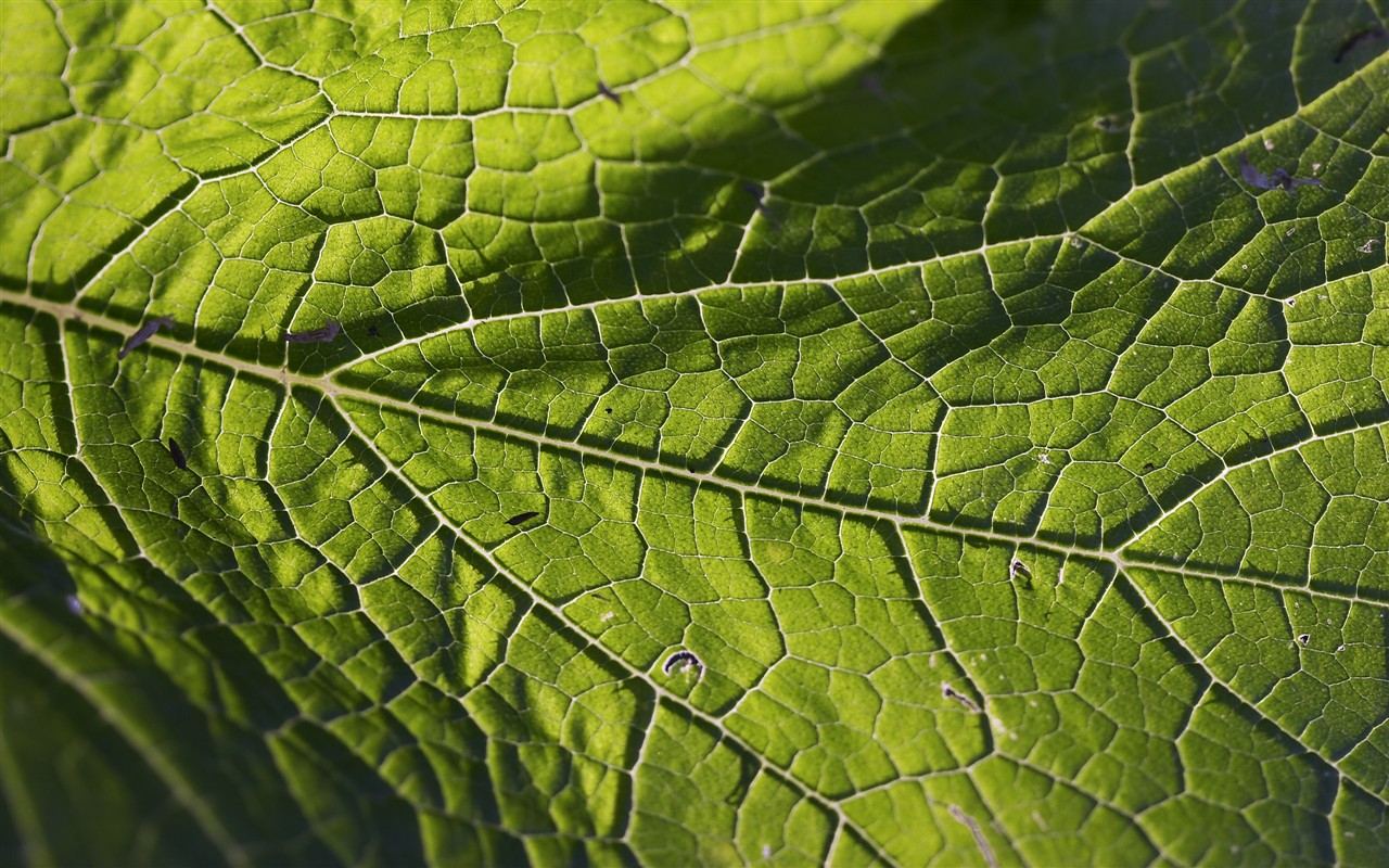 HD wallpaper květy velké žíly #12 - 1280x800