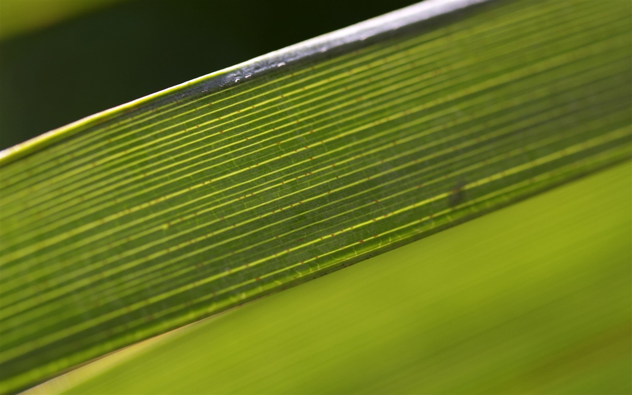 HD wallpaper květy velké žíly #15 - 1280x800