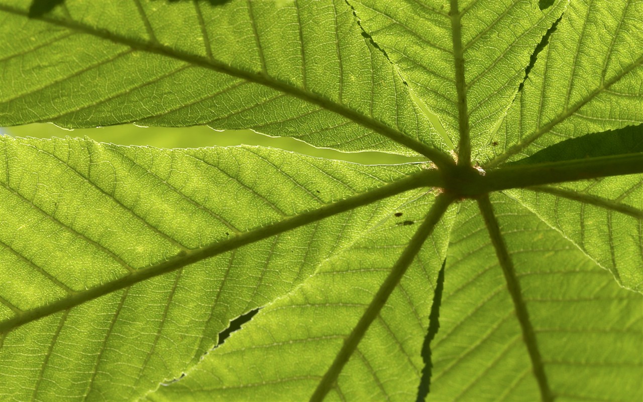 HD wallpaper květy velké žíly #17 - 1280x800