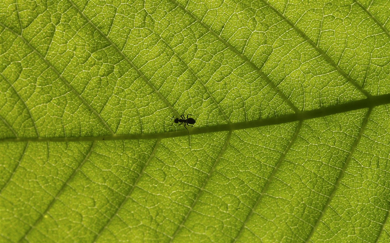 HD wallpaper květy velké žíly #18 - 1280x800