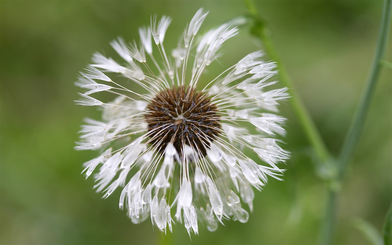 超大叶脉花草高清壁纸20 - 1280x800