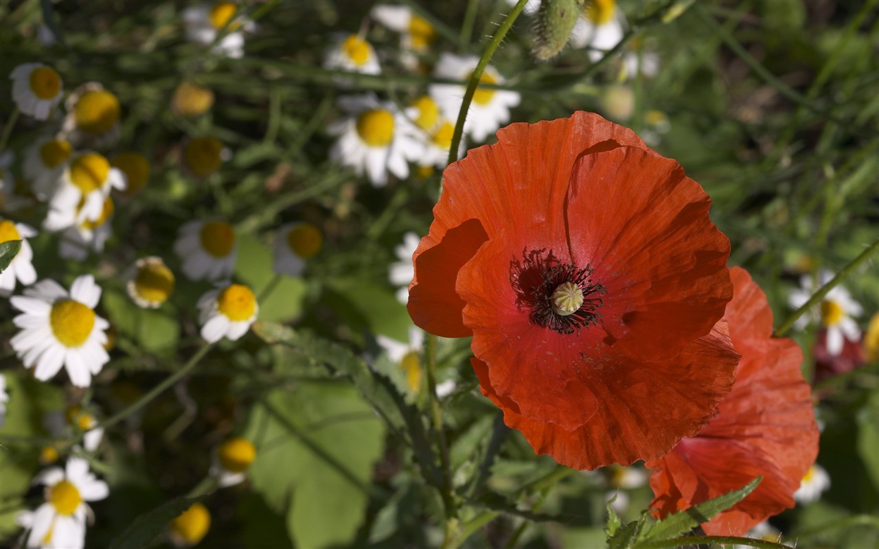 超大葉脈花草高清壁紙 #22 - 1280x800