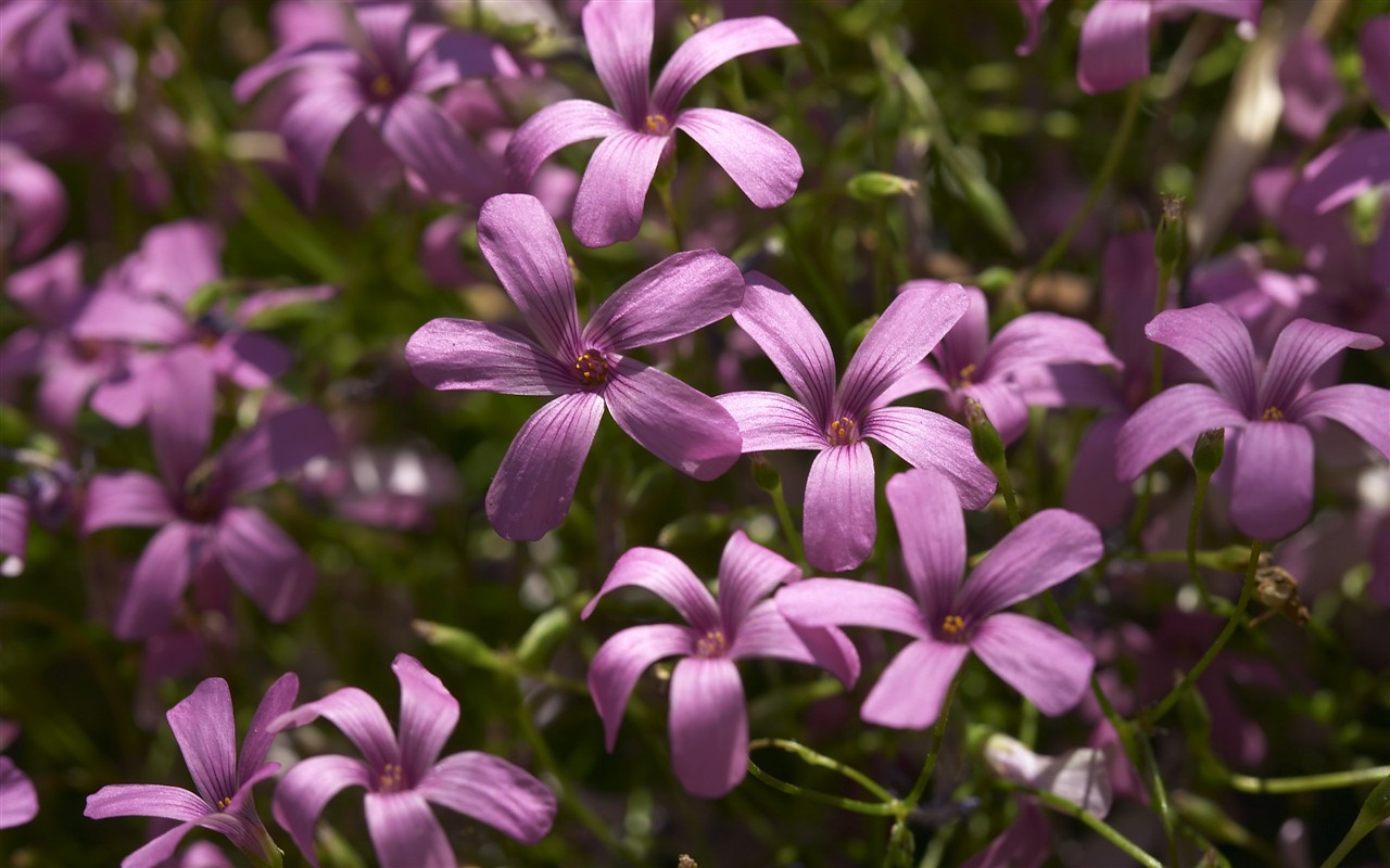 超大叶脉花草高清壁纸23 - 1280x800