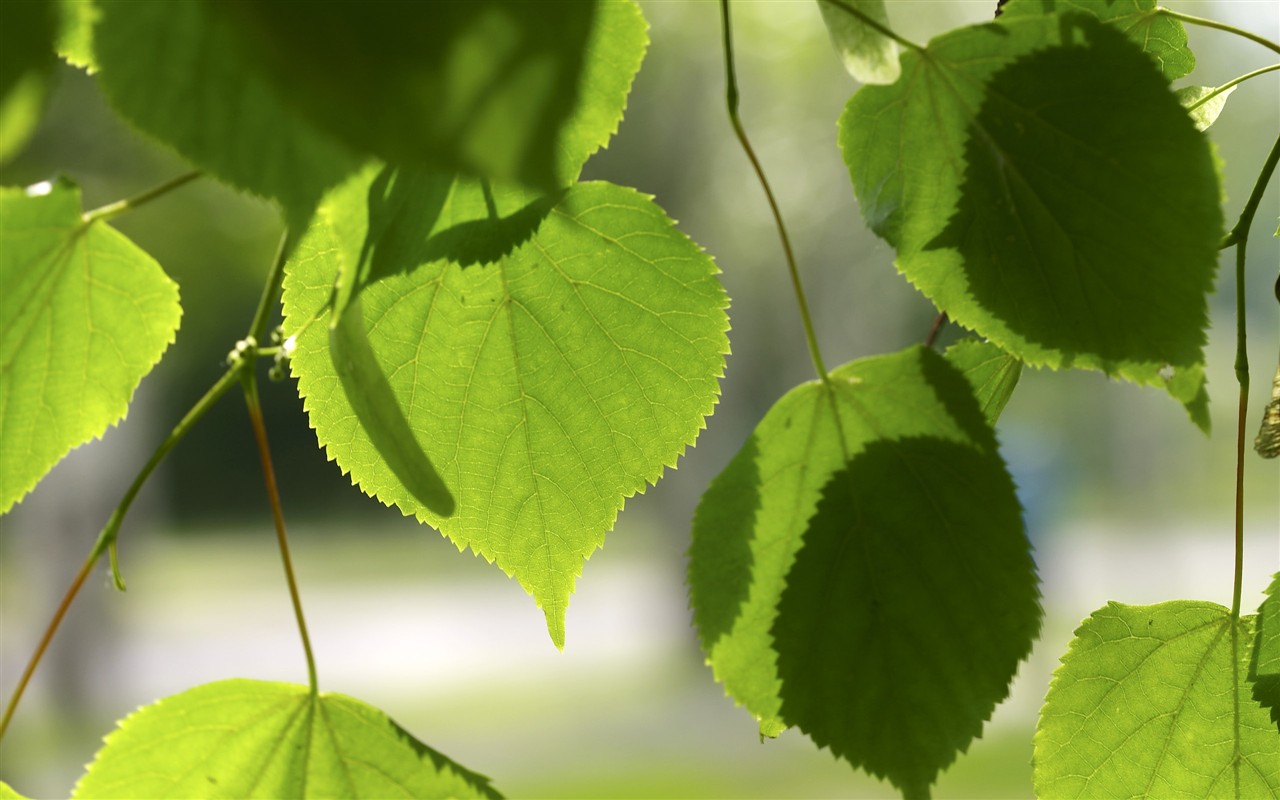 超大葉脈花草高清壁紙 #26 - 1280x800