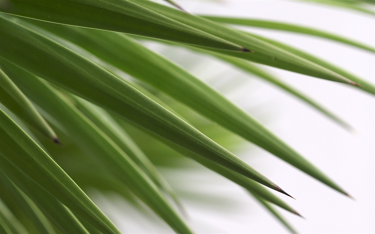 超大葉脈花草高清壁紙 #29 - 1280x800