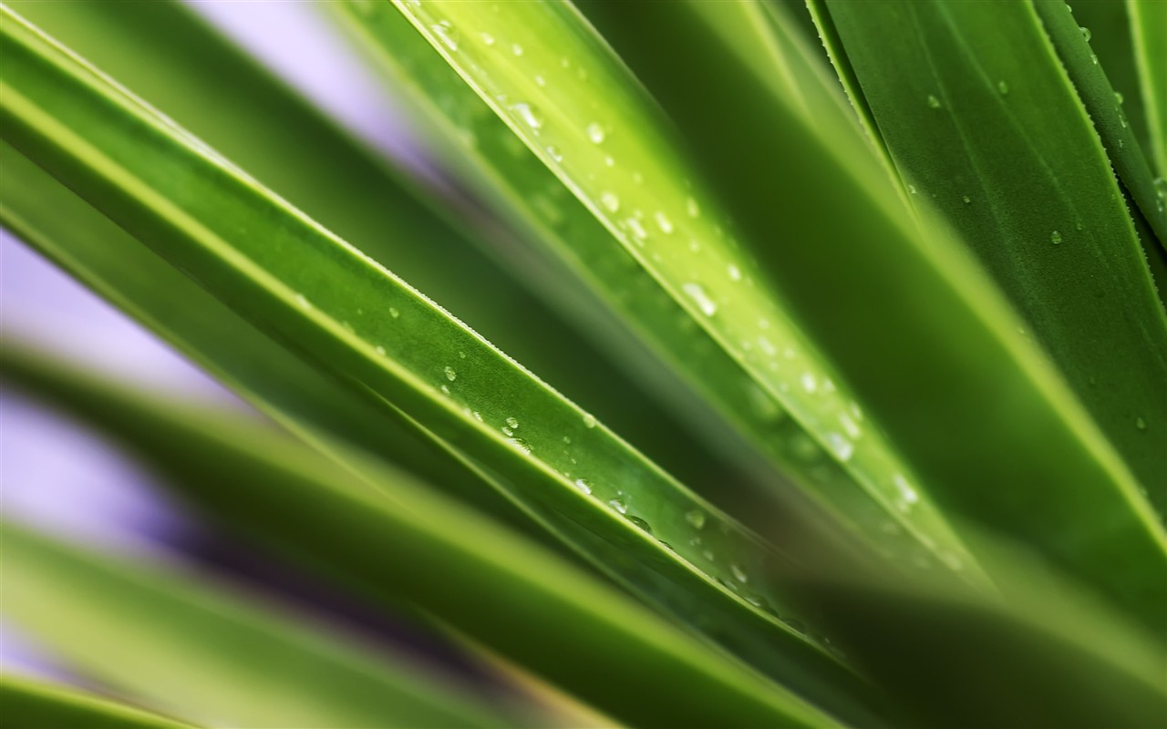 HD wallpaper květy velké žíly #30 - 1280x800