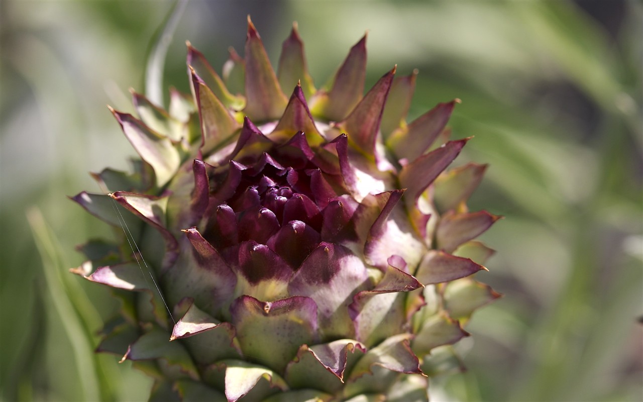 超大叶脉花草高清壁纸31 - 1280x800