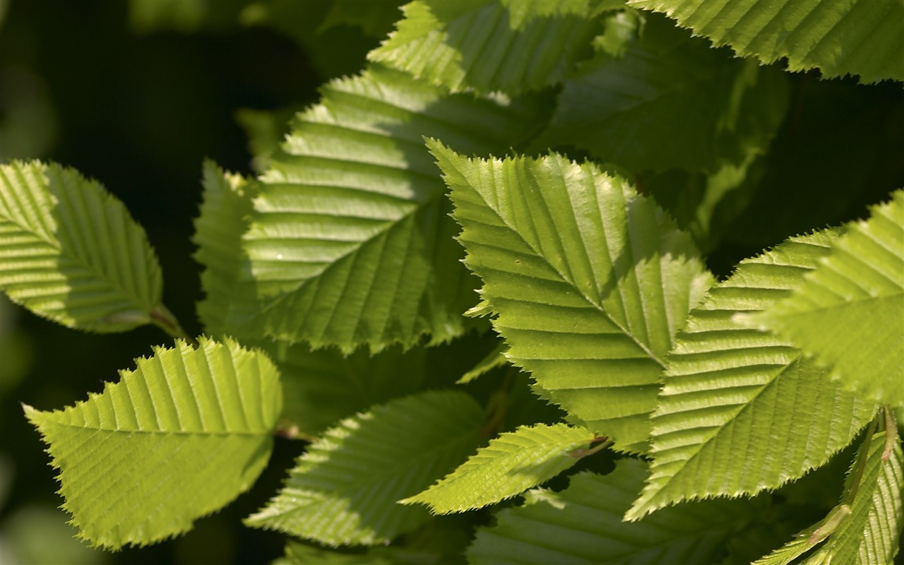 超大叶脉花草高清壁纸32 - 1280x800