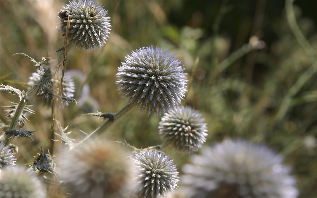 超大叶脉花草高清壁纸33 - 1280x800