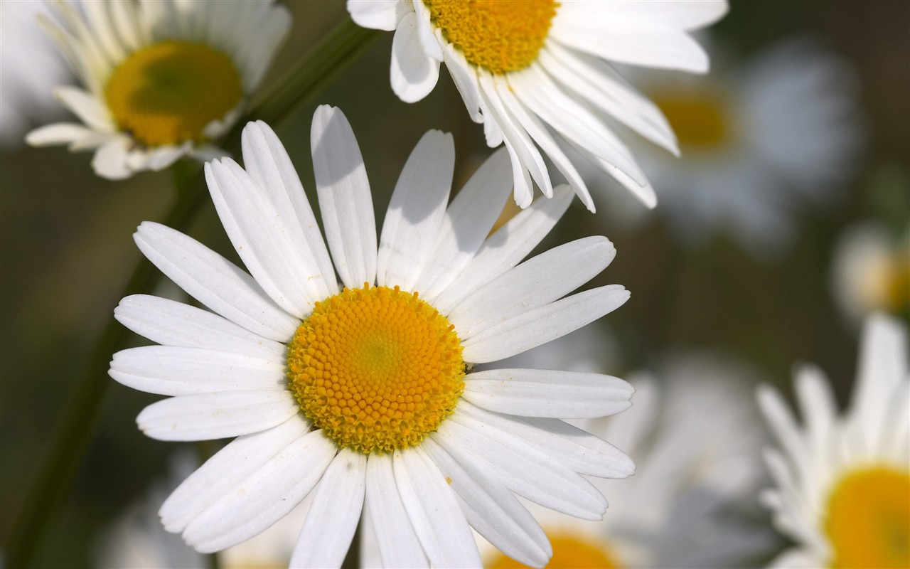 超大葉脈花草高清壁紙 #34 - 1280x800
