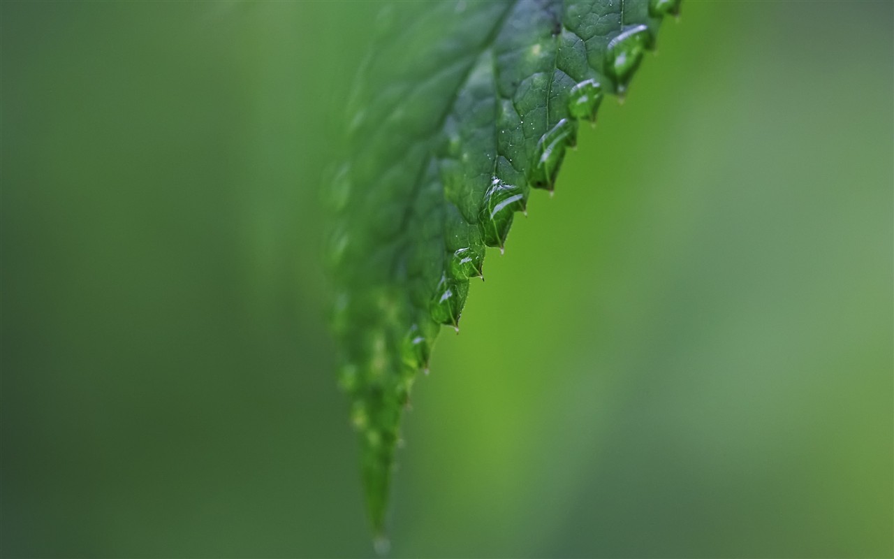 超大叶脉花草高清壁纸35 - 1280x800