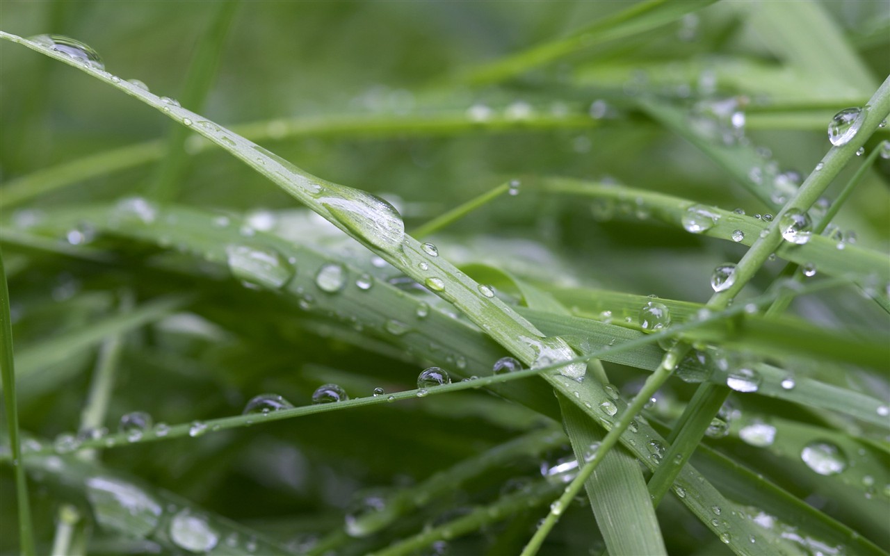 超大叶脉花草高清壁纸38 - 1280x800