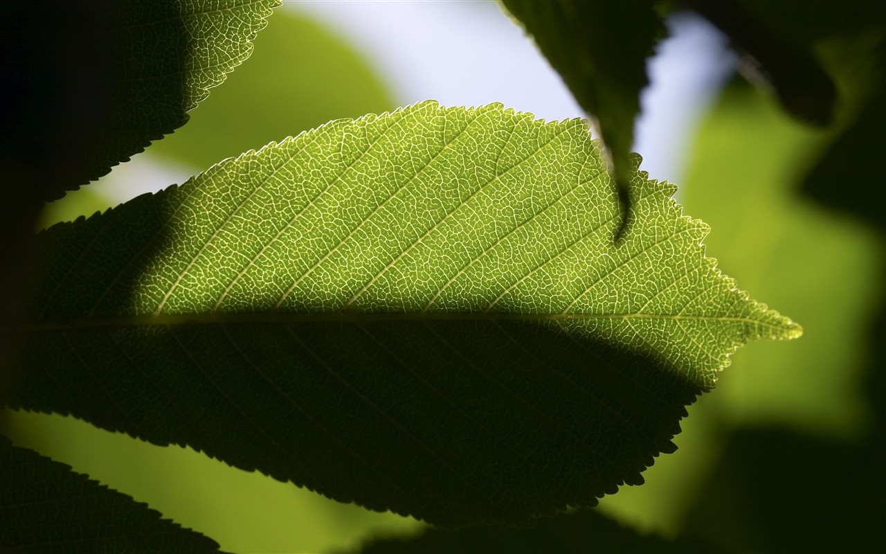 超大叶脉花草高清壁纸40 - 1280x800