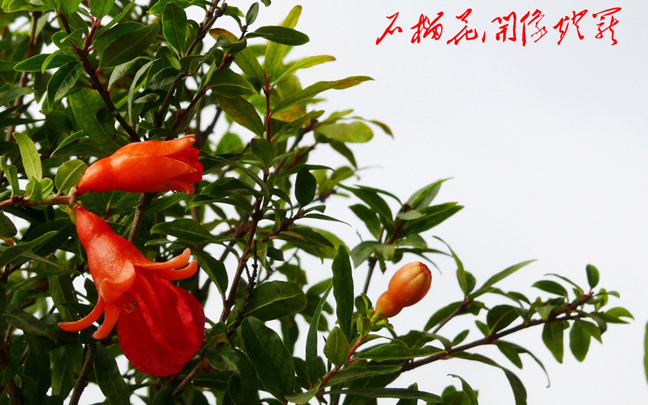 Flower (ggc works) #24 - 1280x800