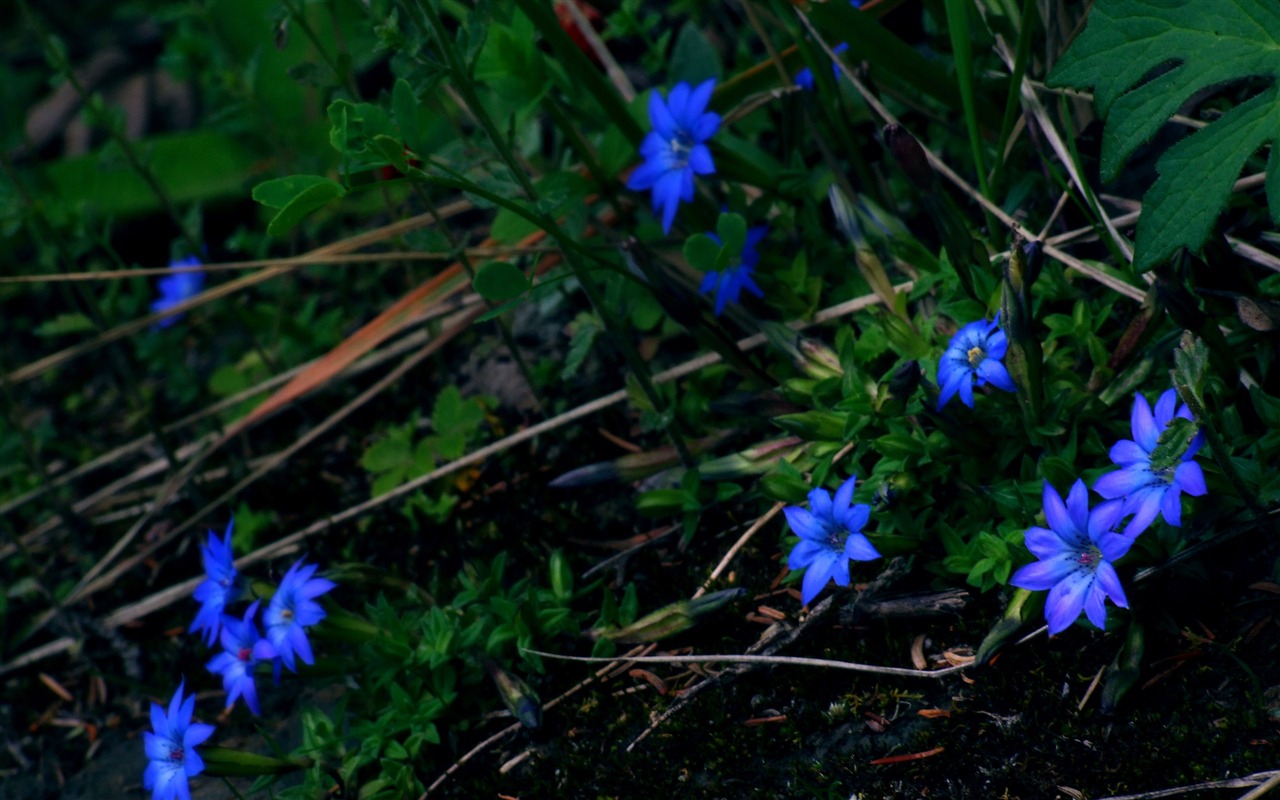 Aba sběru lidových písní (1) (červi každý den práce) #22 - 1280x800