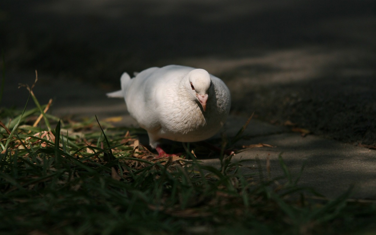 佳能 EOS 5D 樣張壁紙 #1 - 1280x800