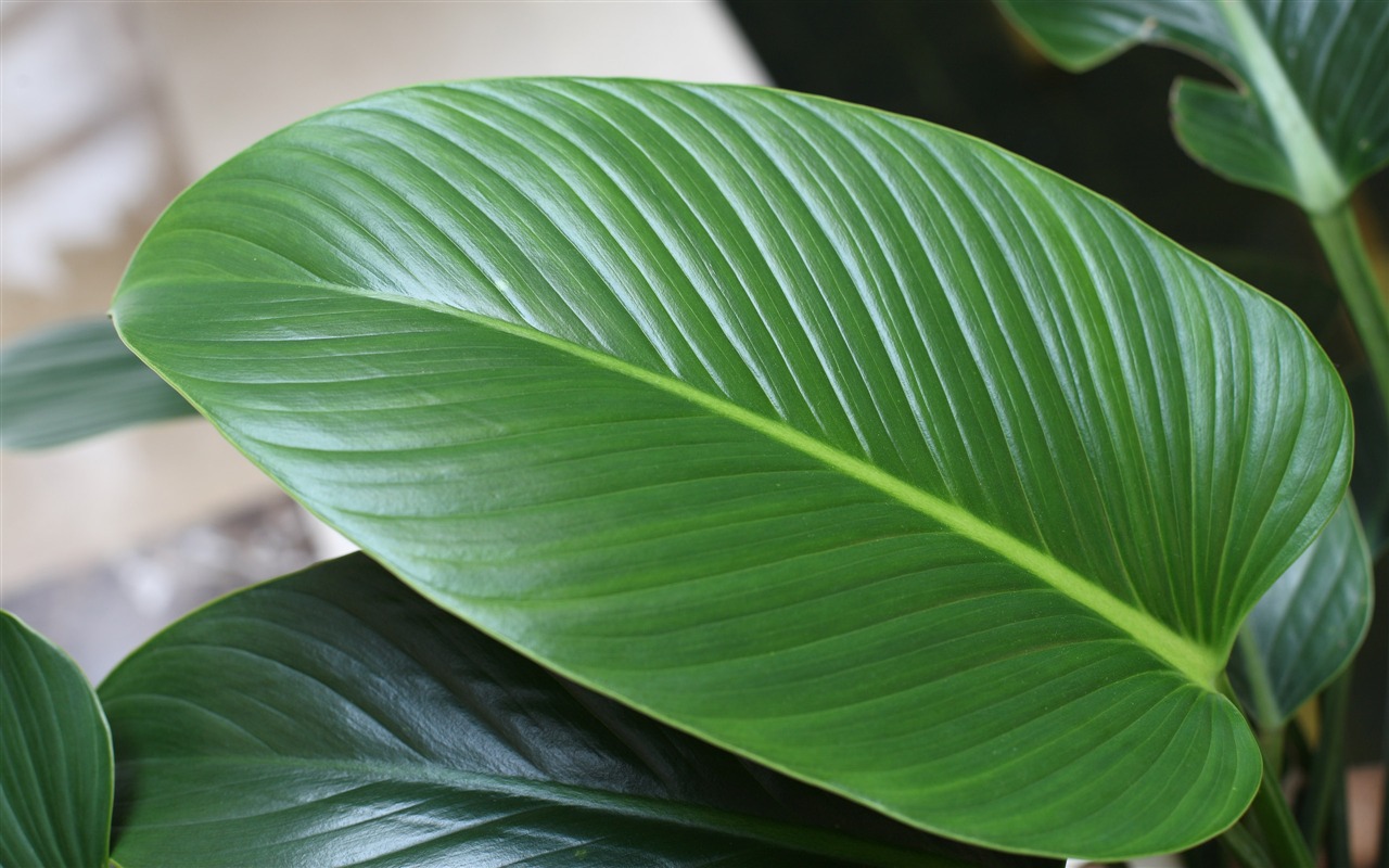 佳能 EOS 5D 樣張壁紙 #4 - 1280x800