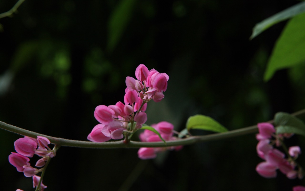 佳能 EOS 5D 樣張壁紙 #5 - 1280x800