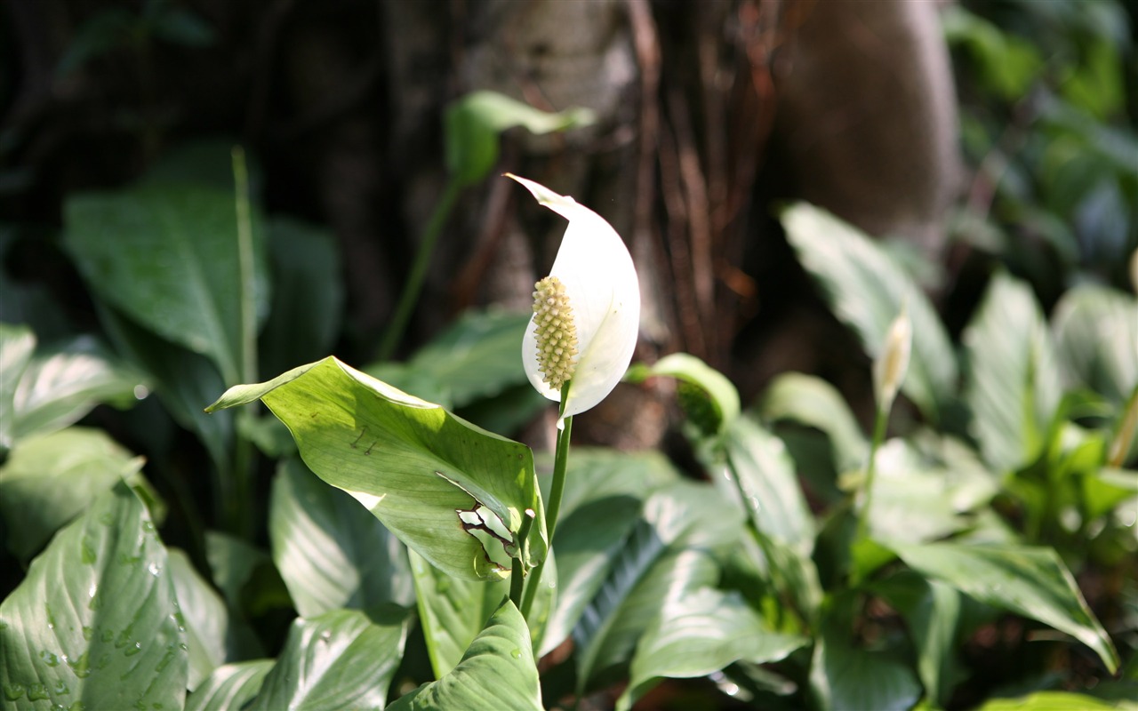 佳能 EOS 5D 样张壁纸 (评测样张)8 - 1280x800