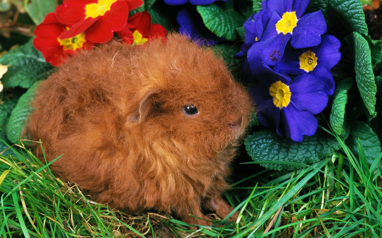 Little Pet Wallpaper Album #4 - 1280x800
