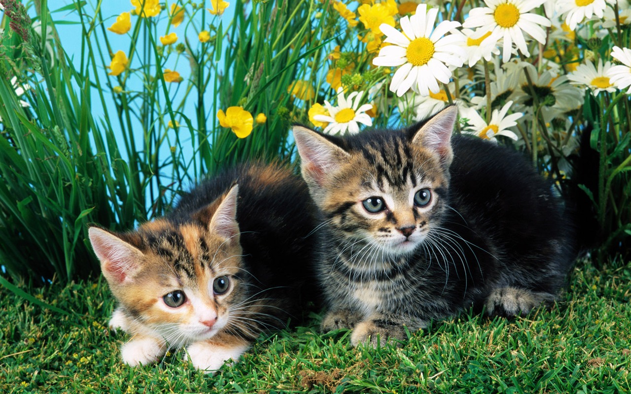 Little Pet Wallpaper Album #7 - 1280x800