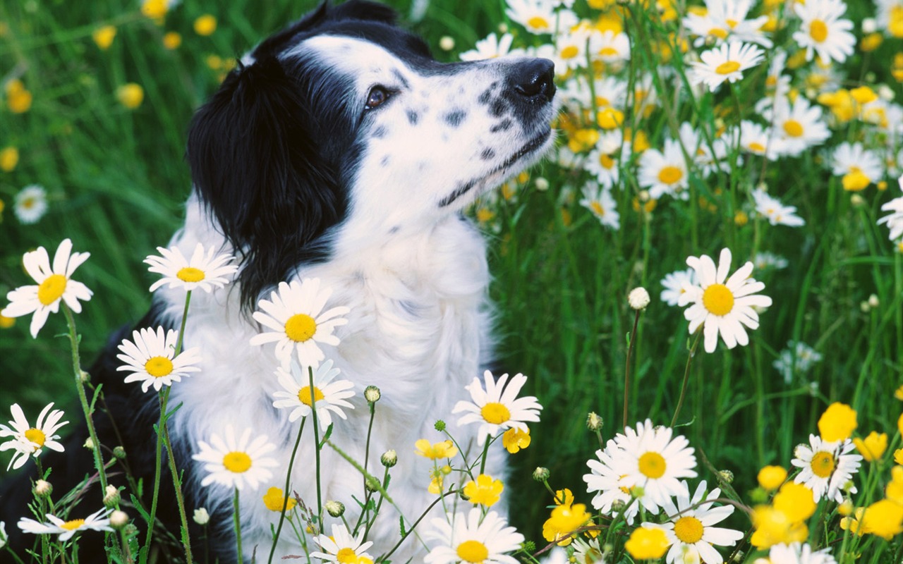 Little Pet Wallpaper Album #20 - 1280x800
