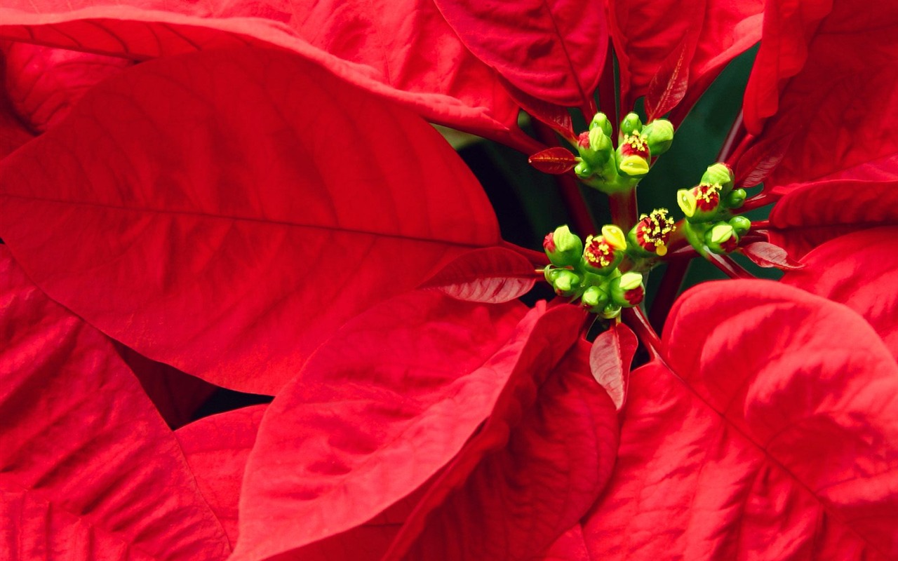 Christmas landscaping series wallpaper (1) #4 - 1280x800