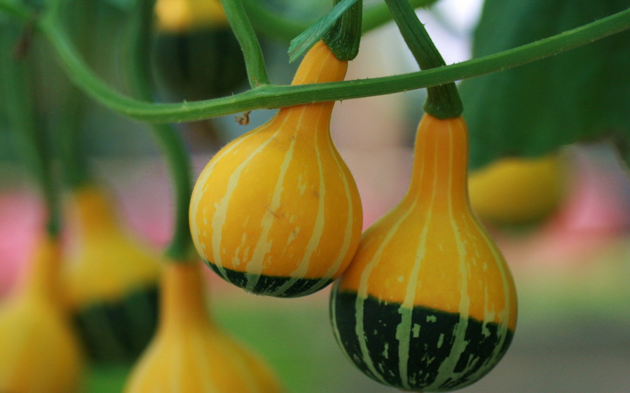 Vegetable Fair (Minghu Metasequoia works) #3 - 1280x800