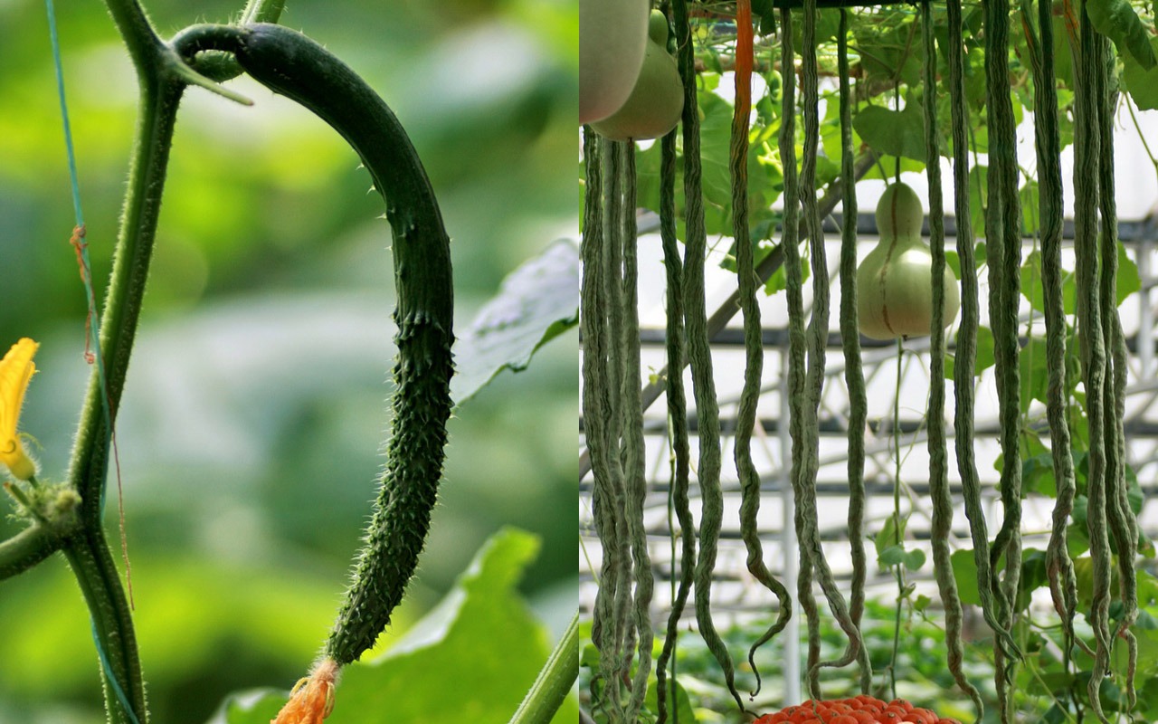 Vegetable Fair (Minghu Metasequoia works) #19 - 1280x800