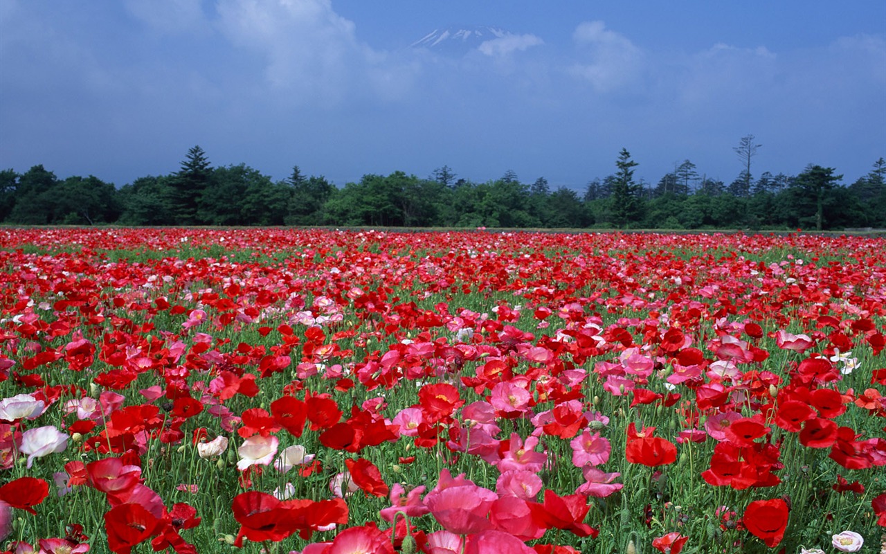 富士山風光壁紙專輯 #12 - 1280x800