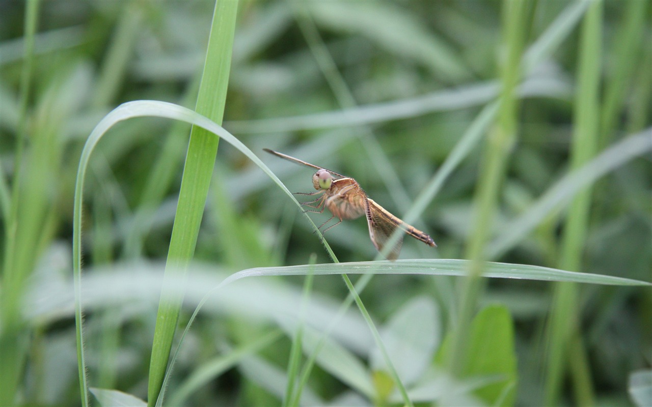 佳能 EOS 450D 样张壁纸 (评测样张)8 - 1280x800