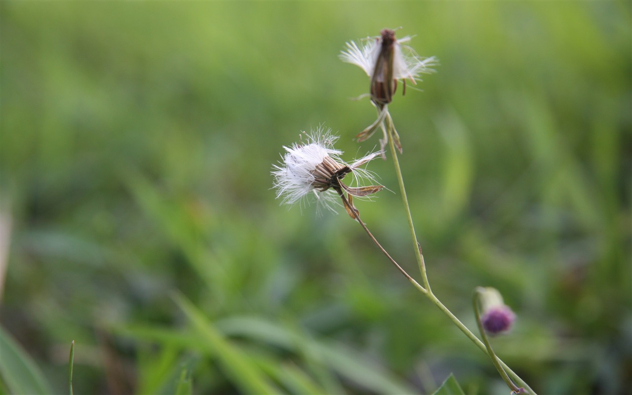 佳能 EOS 450D 样张壁纸 (评测样张)9 - 1280x800