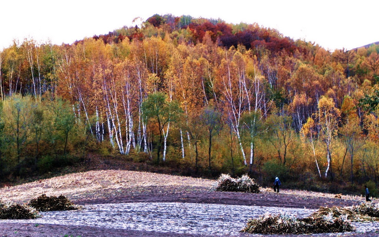 Paddock Saihanba (Minghu Metasequoia works) #6 - 1280x800