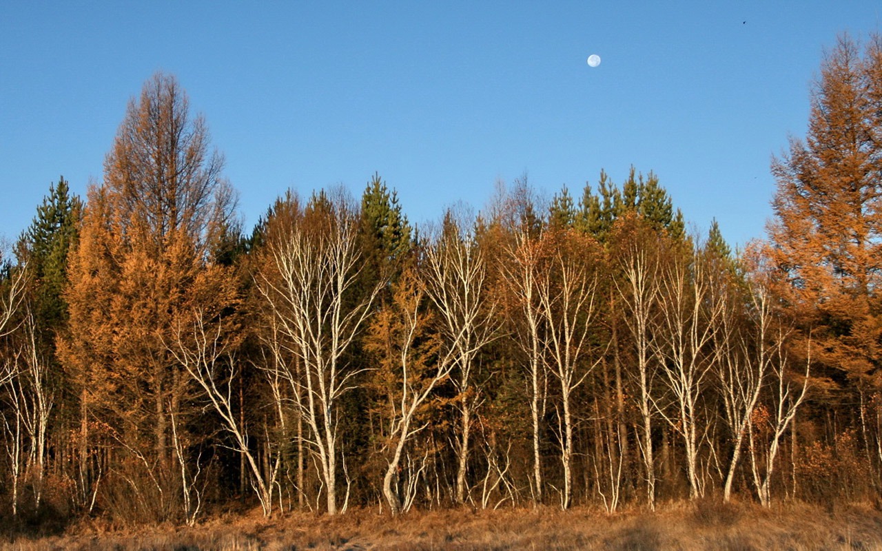 Paddock Saihanba (Minghu Metasequoia práce) #7 - 1280x800